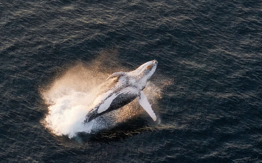 Sardine Run (Océan Indien)