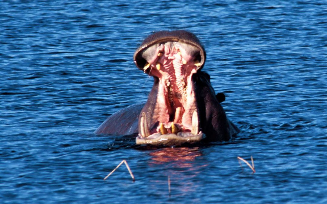 Okavango Valley (Botswana)