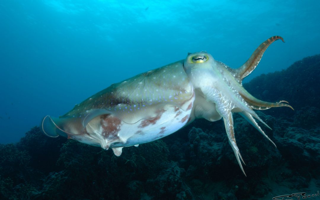 Nouméa (Nouvelle-Calédonie)