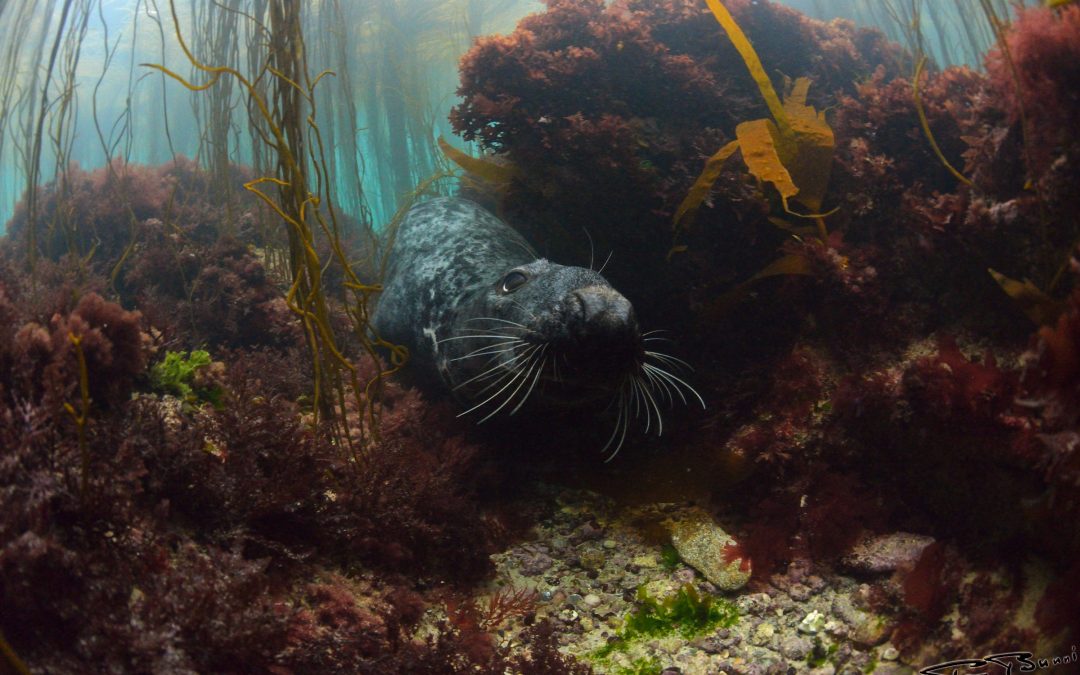 Île de Molène (Finistère)