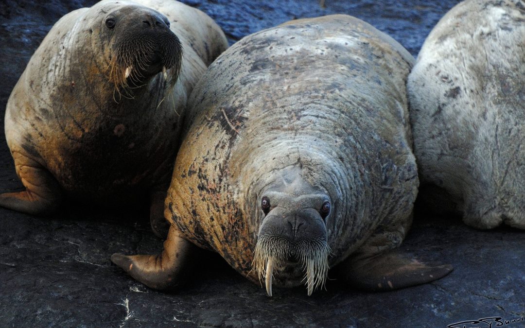Walrus Island, Canada