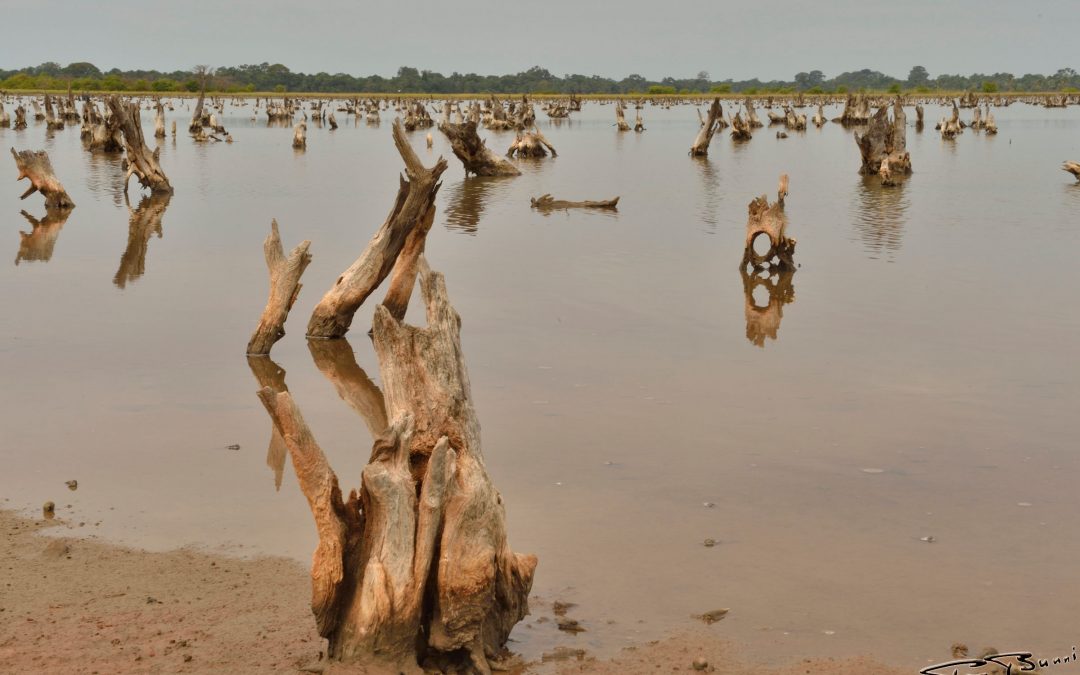 Casamance (Sénégal)
